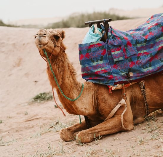 Maroc Tatiana
